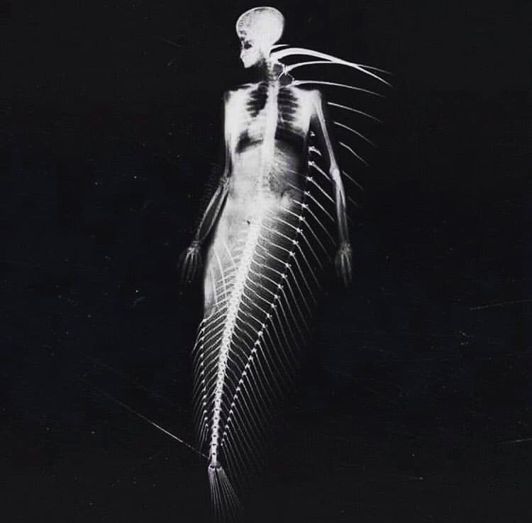 Transmission 037